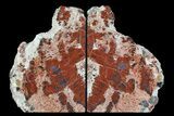 Tall, Colorful, Arizona Petrified Wood Bookends #74017-1